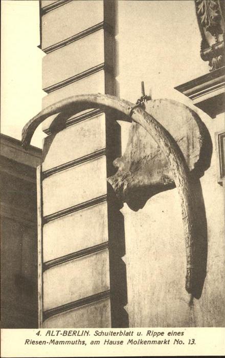 BERLIN  CITY Haus Molkenmarkt 13 Schulterblatt und Rippe Riesenmammuth