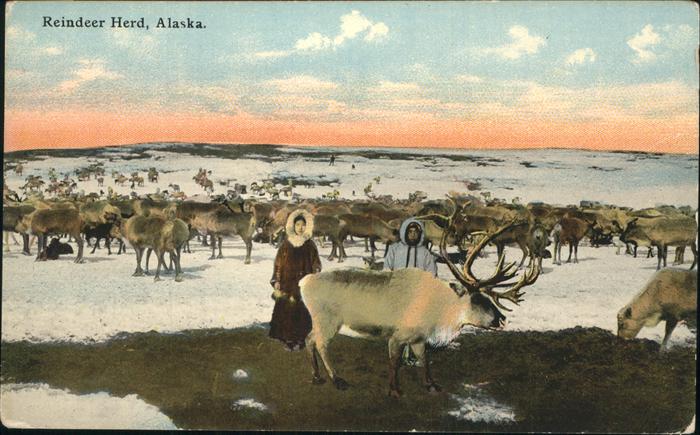 Hirsch Rentiere Reindeer Herd Alaska