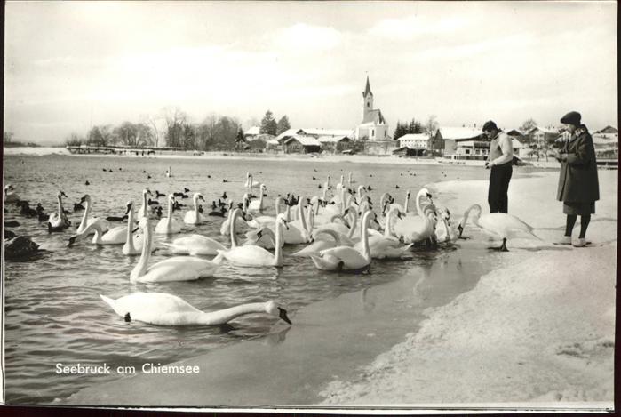 Seebruck Chiemsee Fütterung der Wildgänse und Schwäne