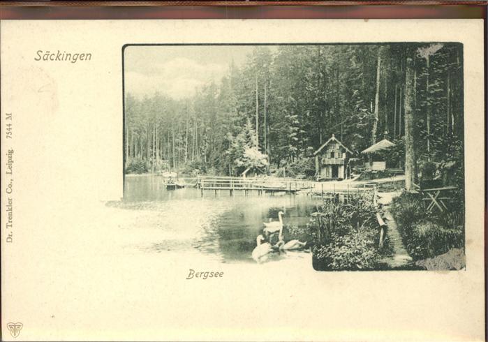 Bad Saeckingen Bergsee Schwäne