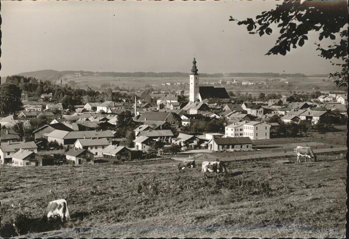 Waging See Blick über den Ort Viehweide Kühe