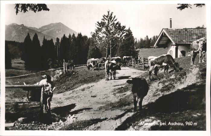 Aschau Maisalm Kühe