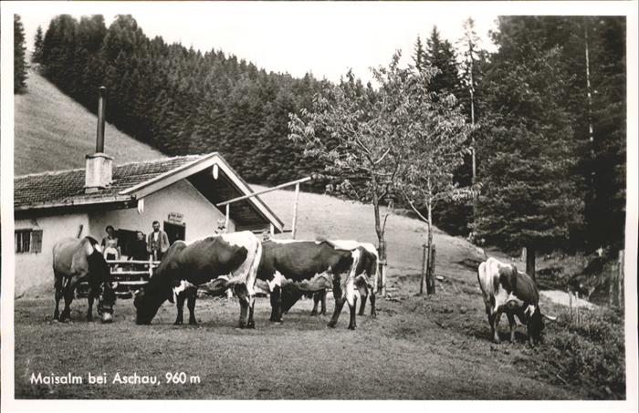 Aschau Maisalm Kühe