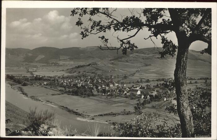 Muelheim Mosel Panorama