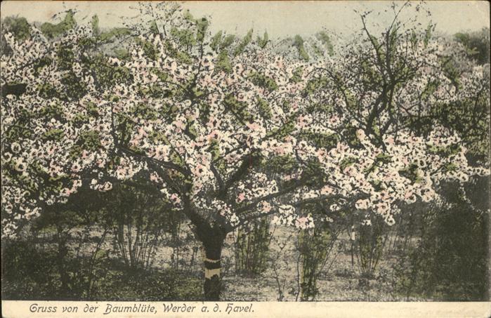 Werder Havel Baumblüte