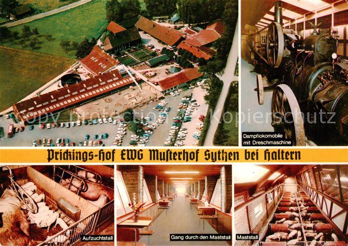 Sythen Haltern Prickings Hof EWG Musterhof Sythen Aufzuchtstall Gang durch den M