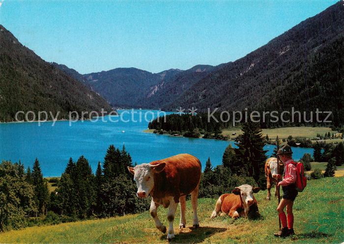 Weissensee Kaernten AT Panorama Weidevieh