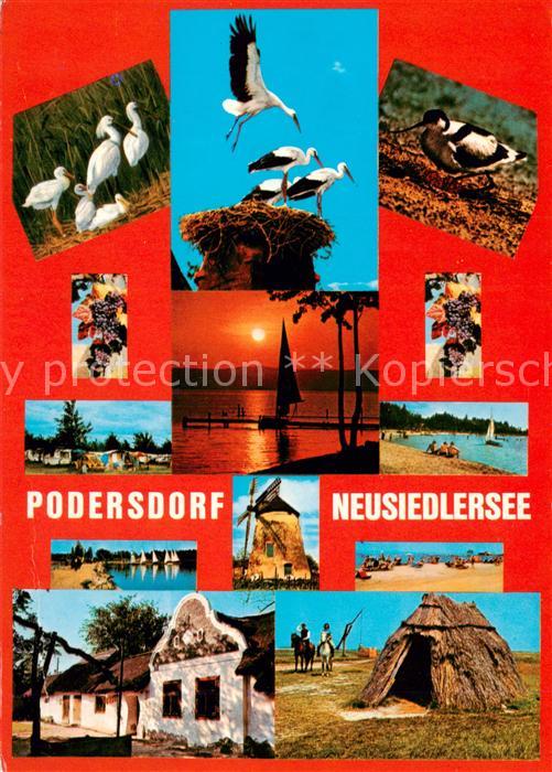 Podersdorf Neusiedler See AT Loeffler-Familie Storchennest Saebelschnaebler Sonn