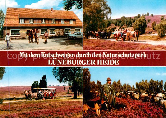 Lueneburger Heide Mit dem Kutschwagen durch den Naturschutzpark Lueneburger Heid