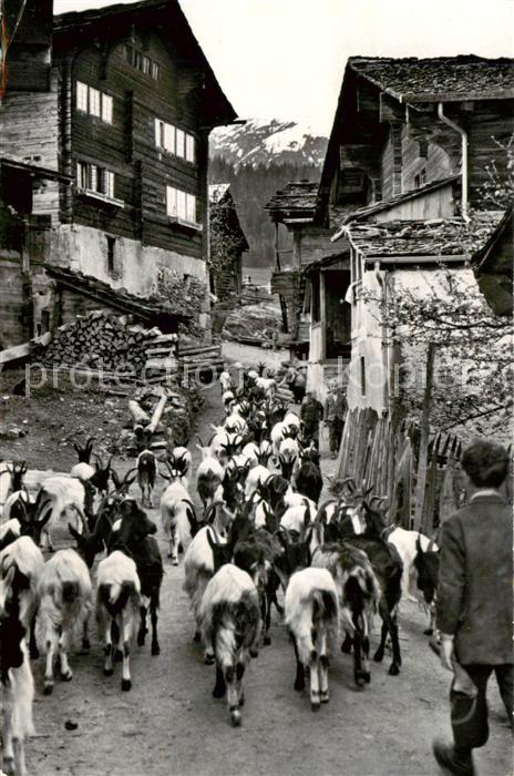 Ziege Goat Chevre Auszug der Ziegen