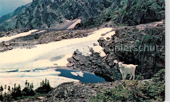 Ziege Goat Chevre Rocky Mountain Goat Glacier National Park