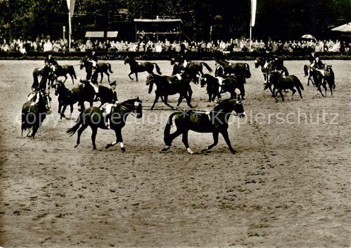 Warendorf Hengstparade Landgestuet Warendorf
