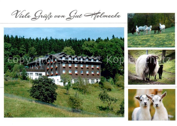 Ihmert Gut Holmecke Pferde Schafe