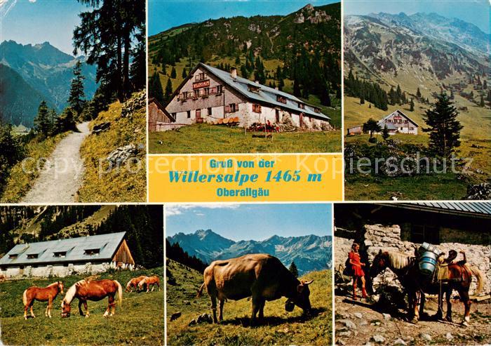 Hindelang Willersalpe Allgaeuer Alpen Haflinger Pferde Almvieh