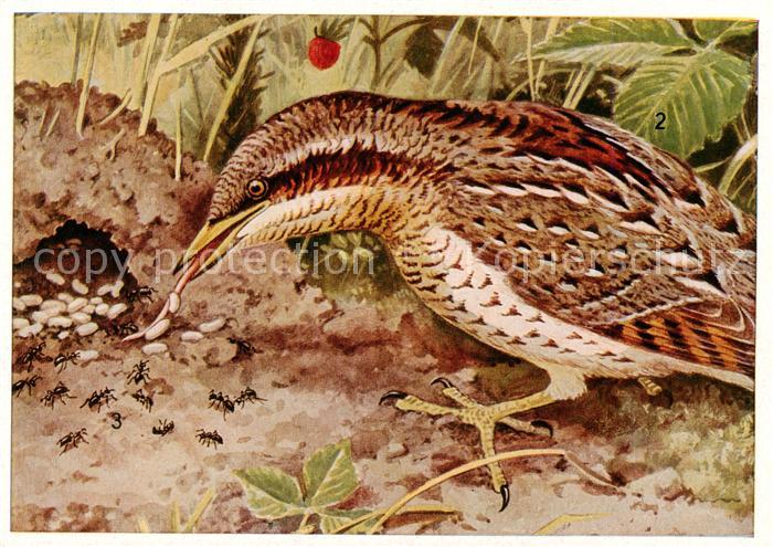 Voegel Birds Oiseaux Wendehals