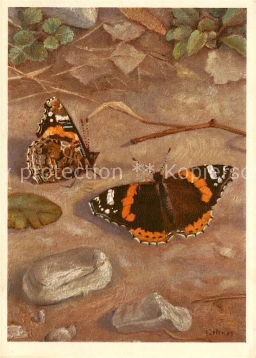 Schmetterlinge Aminiraglio- Red Admiral