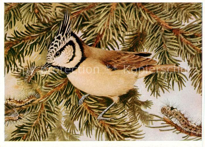 Voegel Birds Oiseaux Haubenmeise Nonnenraupe