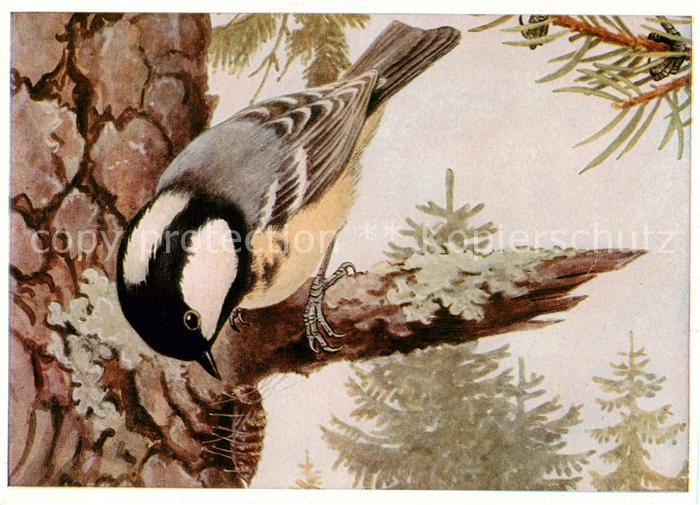 Voegel Birds Oiseaux Tannenmeise Nonnenrauppe