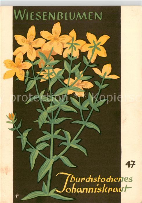 Blumen Flowers Fleurs Wiesenblumen Johanniskraut