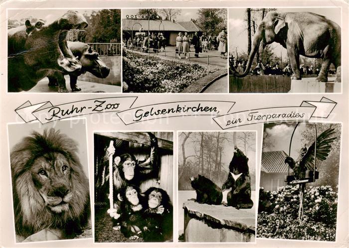 GELSENKIRCHEN NRW Ruhr Zoo Flusspferde Elefanten Loewen Schimpansen Baeren Adler