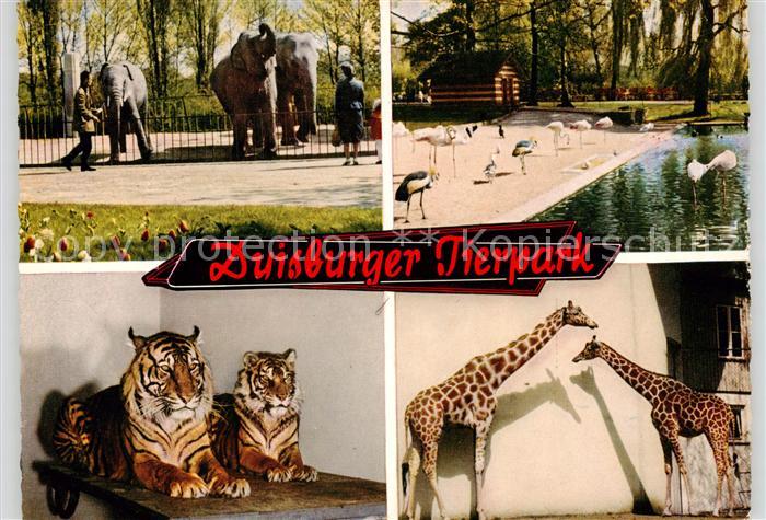 Duisburg  Ruhr Tierpark Duisburg Flamingos Elefanten Giraffen Tiger