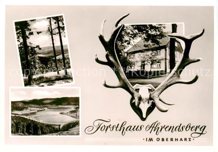 Schulenberg Oberharz Forsthaus Ahrendsberg Landschaftspanorama Waldpartie Hirsch
