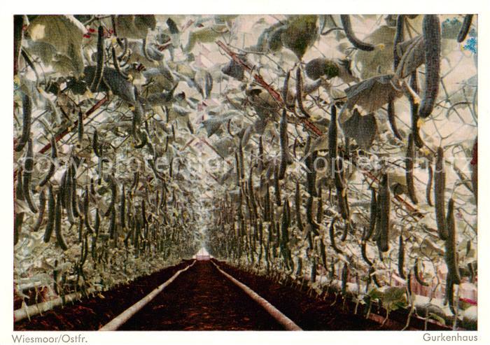 Wiesmoor Pflanzen im Gewaechshaus