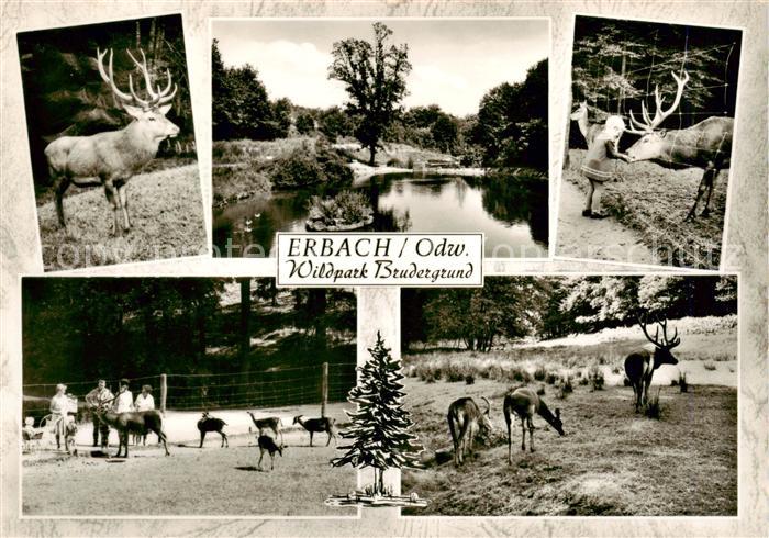 Erbach Odenwald Wildpark Brudergrund Rotwild