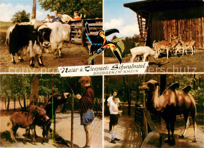 Brueggen Niederrhein Natur und Tierpark Schwalmtal