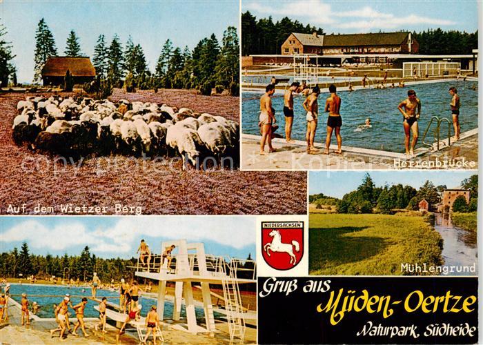 Mueden oertze Schafherde auf dem Wietzer Berg Freibad Herrenbruecke Muehlengrund