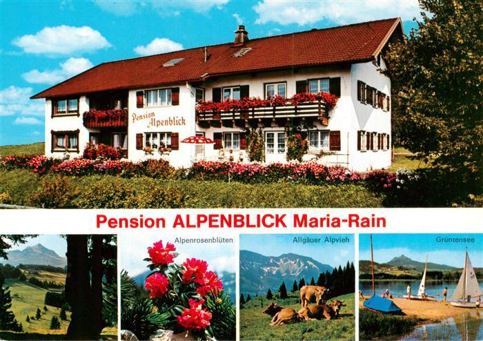 Maria Rain Allgaeu Pension Alpenblick Alpenrosen Allgaeuer Alpvieh Gruentensee