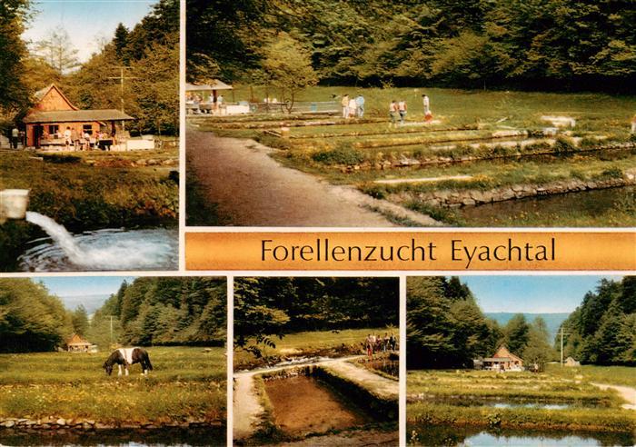 Eyach Eutingen Gaeu Forellenzucht Eyachtal Zuchtbecken Teilansichten