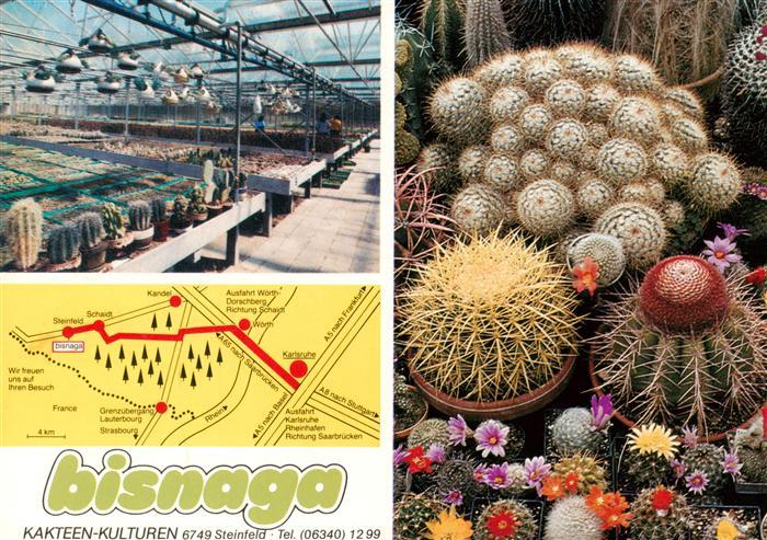 Steinfeld Pfalz Bisnaga Kakteen Kulturen Gewaechshaus