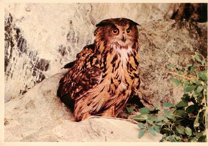 VoeGEL Birds Oiseaux Uccelli Pajaros-- Uhu Oehoe Greifvogel Felsen Kinderzegel N