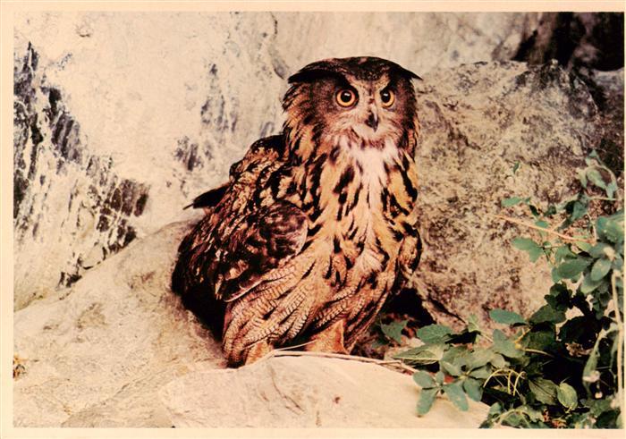 VoeGEL Birds Oiseaux Uccelli Pajaros-- Uhu Oehoe Greifvogel Felsen Kinderzegel N