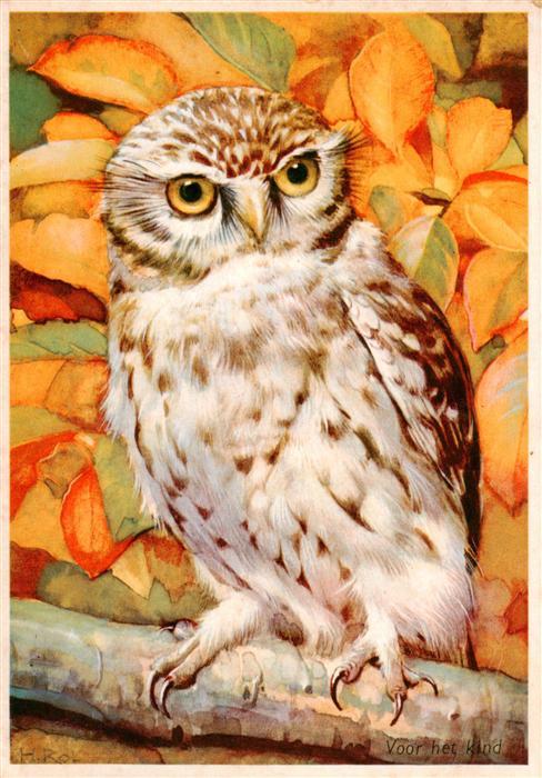 VoeGEL Birds Oiseaux Uccelli Pajaros-- Steinkauz Eule Voor-het-Kind Herbstblaett