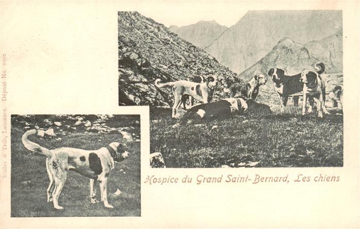 Grand-Saint-Bernard VS Hospice du Grand Saint Bernard Les chiens