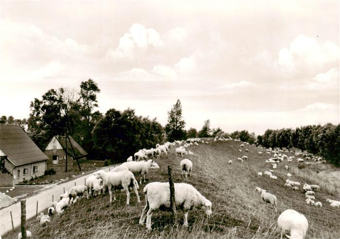 Balje Stade Schafe auf dem Deich