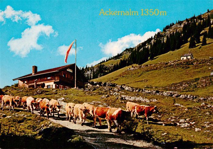 Thiersee Tirol AT Jausenstation Ackernalm Viehtrieb