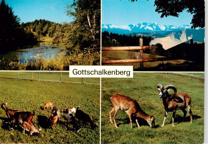 Gottschalkenberg ZG Weiher Glaernisch Zwergziegen Moufflon