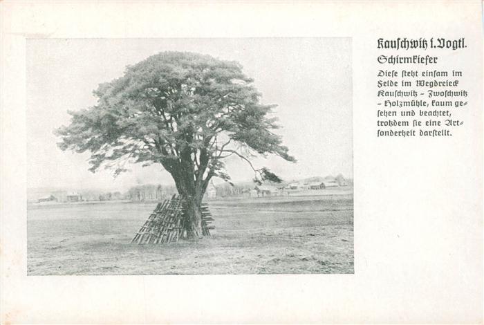 Kauschwitz Schirmkiefer