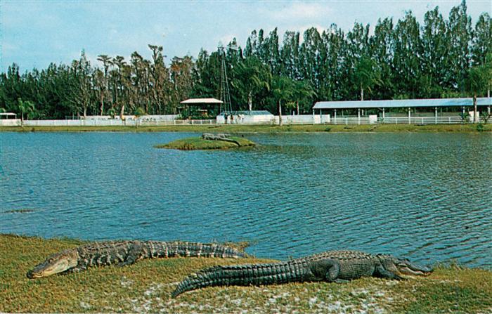 Krokodile See Alligators Owen Godwins Gatorland Florida