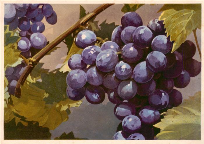 Wein Wine Vin Vino Vitis vinilera Weintrauben