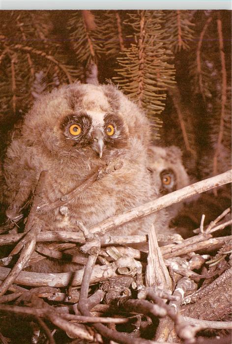 Eulen Owl Hibou Chouettes-- Waldohreule