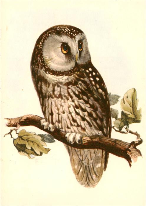 Eulen Owl Hibou Chouettes-- Rauhfusskauz