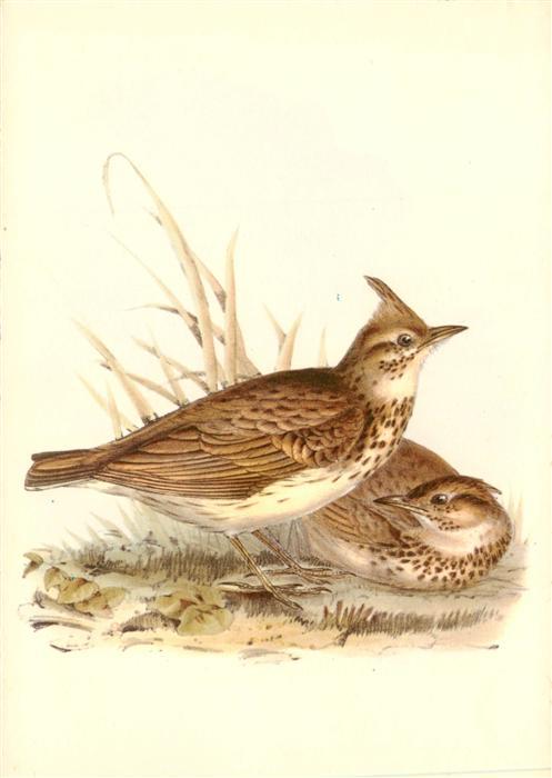 Voegel Birds Oiseaux Haubenlerche