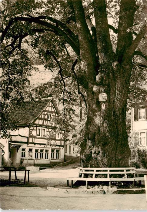 Thal Ruhla 600jaehrige Linde