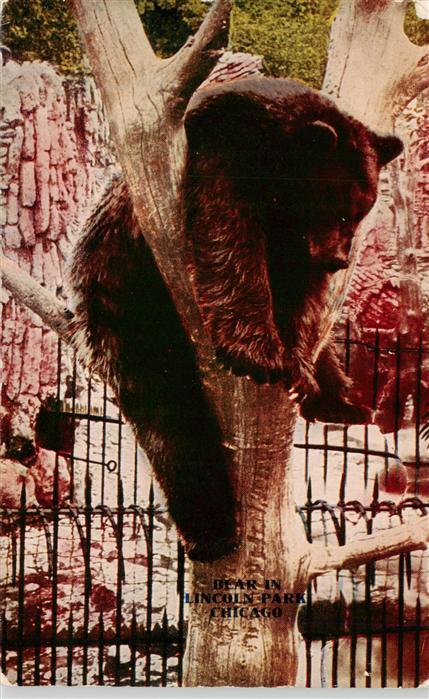 Zoo Gardin Zoologique-- Bear in Lincoln Park Chicago