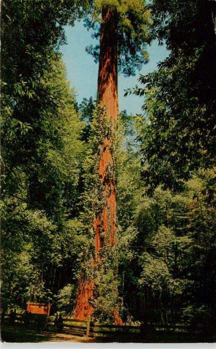 Baeume Trees Arbres Arboles Parson Jones Tree