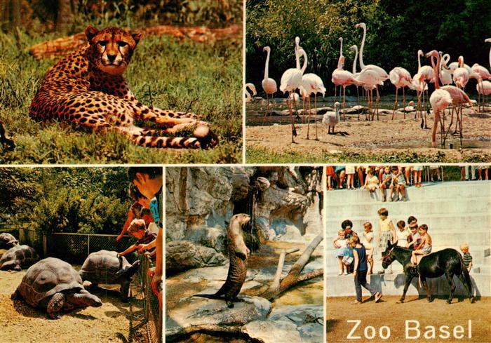 Zoo Gardin Zoologique-- Basel Gepard Flamingos Schildkroeten Pony